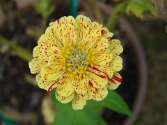 zinnia of the day- 9/3/07