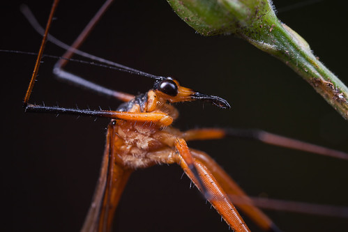 Scorpionfly profile closeup II