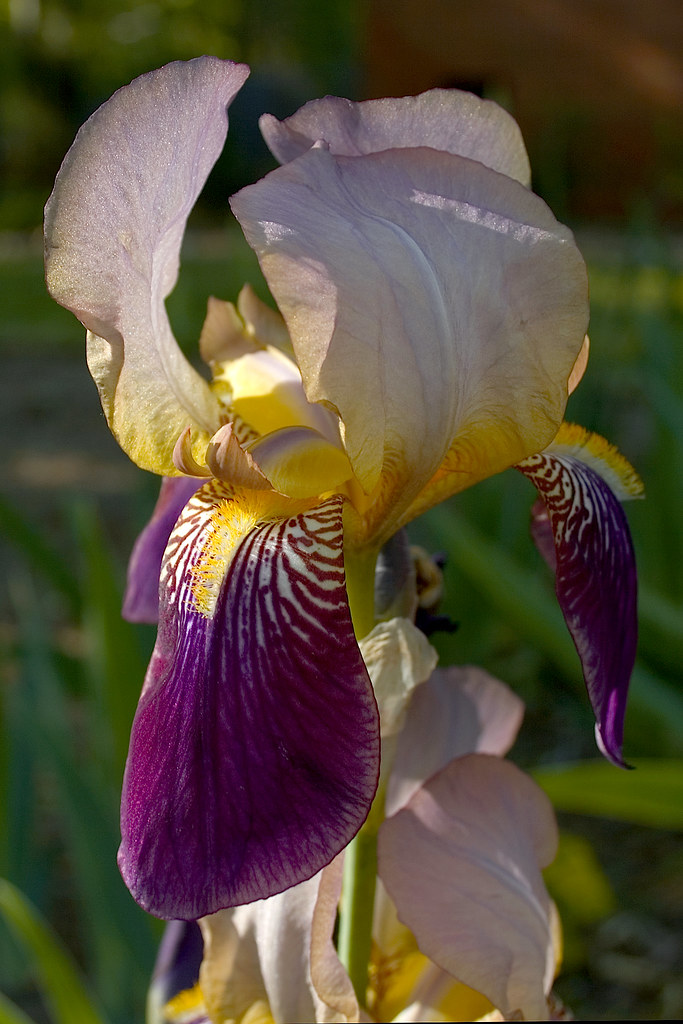 bearded iris ©2007 RosebudPenfold