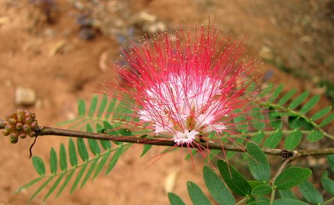 Mimosae flower