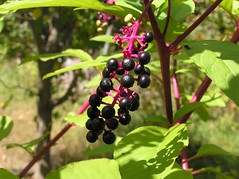 pokeweed berries, in my own front yard