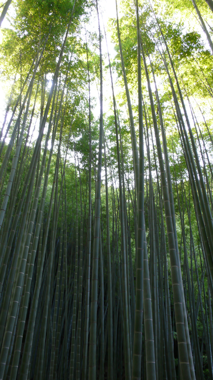 The garden of  bamboo forest