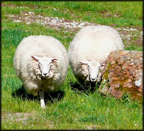 fat sheep on leenaun