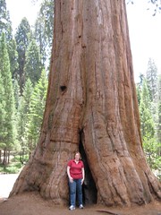 Joy in front of a Sequoia