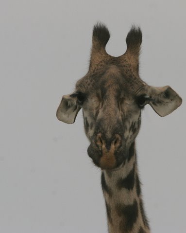 giraffe front
