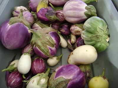 eggplant varieties at the Phoenix Market