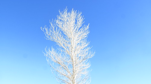 white tree shiners sky