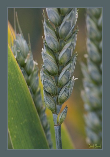 Wheat kernels, Pusk Farm. Balmullo, Fife, Scotland