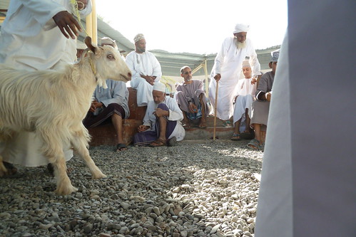Goat time at the Nizwa livestock market