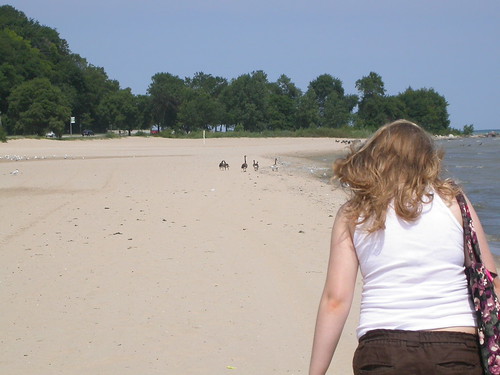 Stella, geese, beach, Lake Michigan