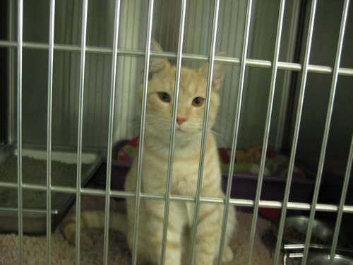 Washington Humane Society cat adoption. Bentley hasn't had the easiest life, 