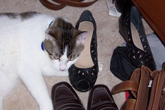 Mom's Shoe!
