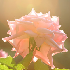 sun rose