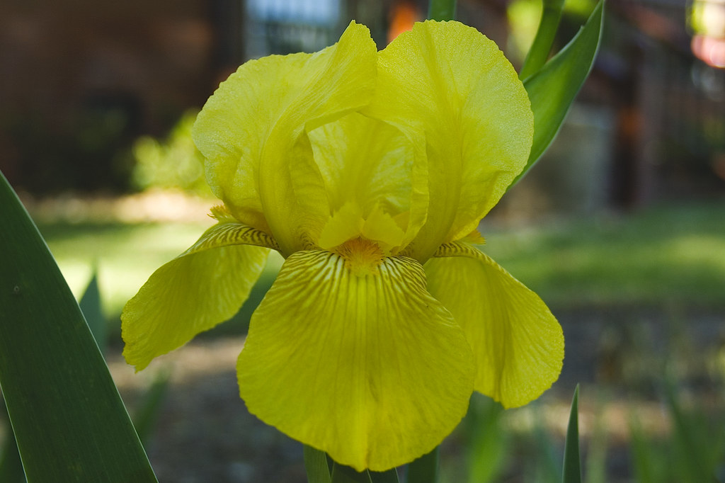 yellow bearded iris ©2007 RosebudPenfold
