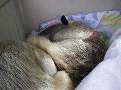 Stewie hugging his tail in his sleep