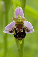 Bee Orchid (Ophrys apifera) - by Eco Heathen