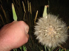 big dandelion