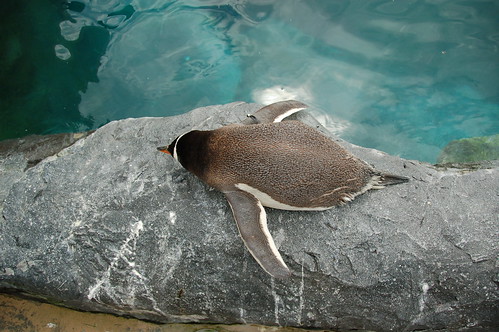 Sleeping penguin