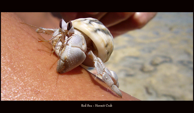 hermit crab - paguro