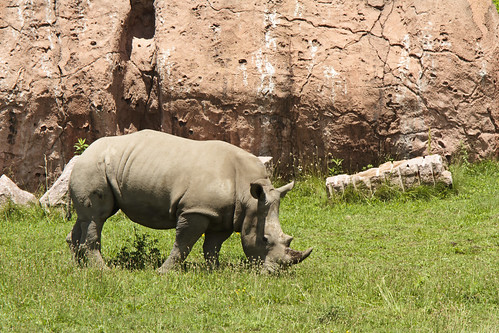 Toronto Zoo - White Rhino