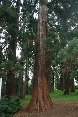 Mammutbaum / Redwood