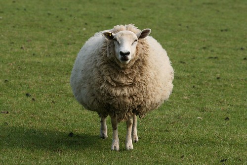 Biig sheep