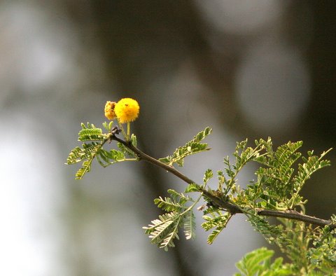 acacia flower
