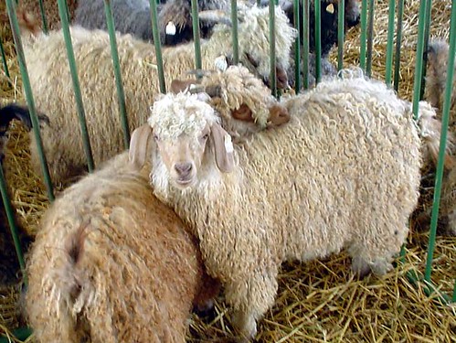 Angora Goat Sisters