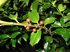 Holly bush (?)