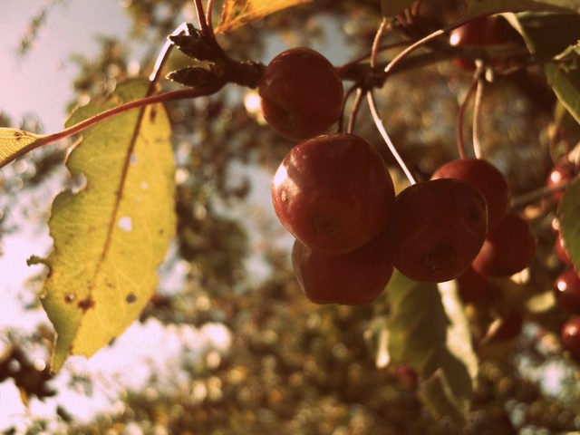 Berries 2