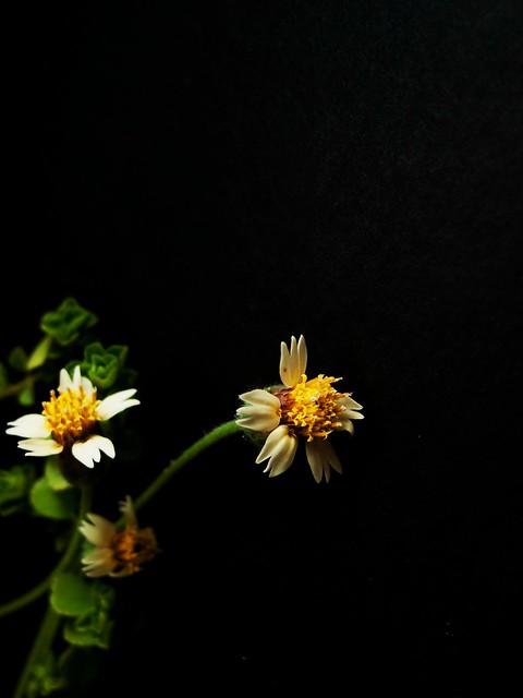 IMG_1291  Artistic Flowers