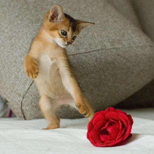 Tango for Kitten and Rose by peter_hasselbom.