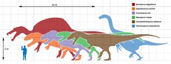 Largest theropods