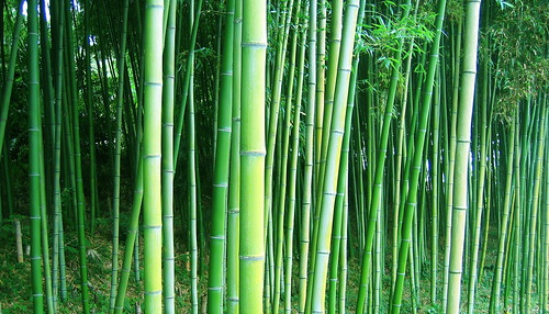 Bamboo grove; Nara, Japan