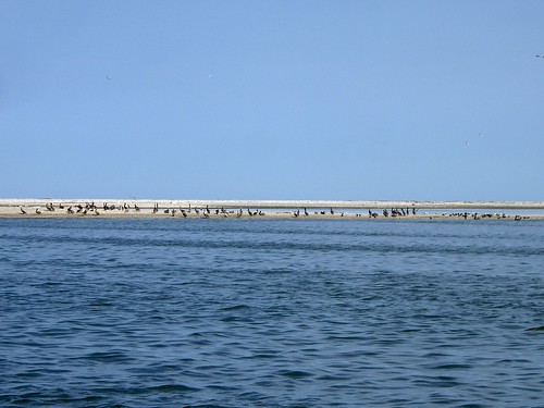Birds on Chandeleur island