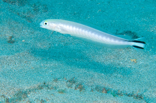 Flagtail Tilefish