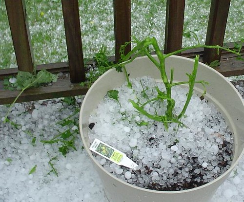 A tomato plant.