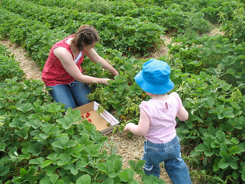 Picking Strawberries 8