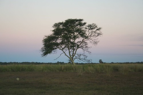 Fever tree, Gorongoza