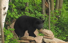 Black Bear at Aerie, July 4, 2007