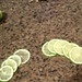 limes sliced to different thicknesses