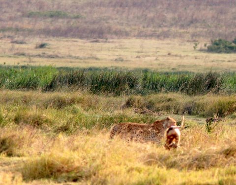 Cheetah with gazelle kill