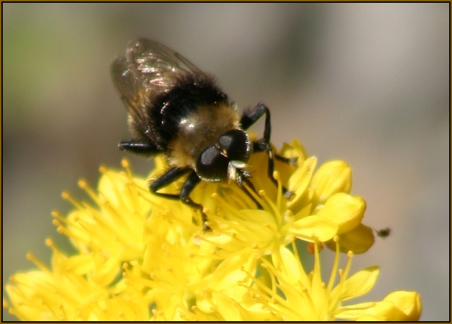 Bee on Yellow Flower