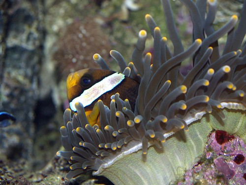 Clarkii Clownfish and Bubble tipp Anemone
