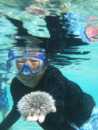 Rocky finds a nice sea urchin!