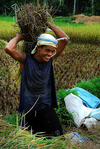 Philippines,Pinoy,Life,rural Magdalena, Laguna young man farming rice harvest treshing