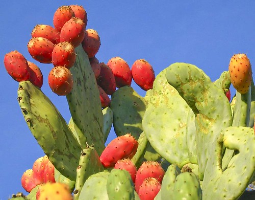 Desert Plants Cacti. prickly pear cactus by ah zut,