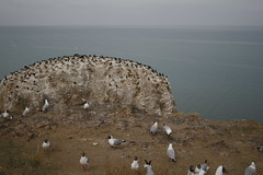 Xining - Bird Island west of Qinghai Lake