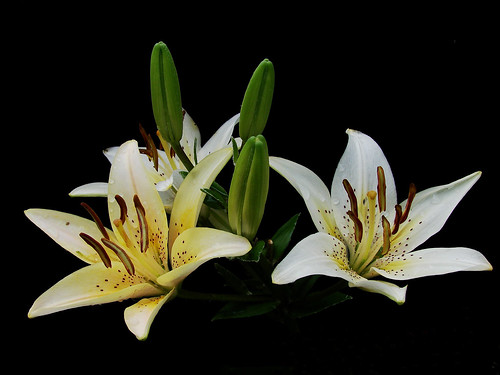 Ginther님이 촬영한 Asiatic Lilies.