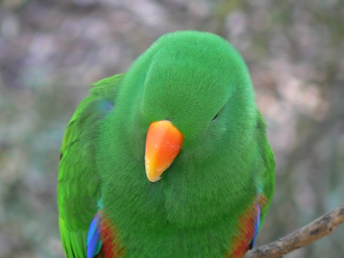 Male Eclectus Parrot by ianmichaelthomas.